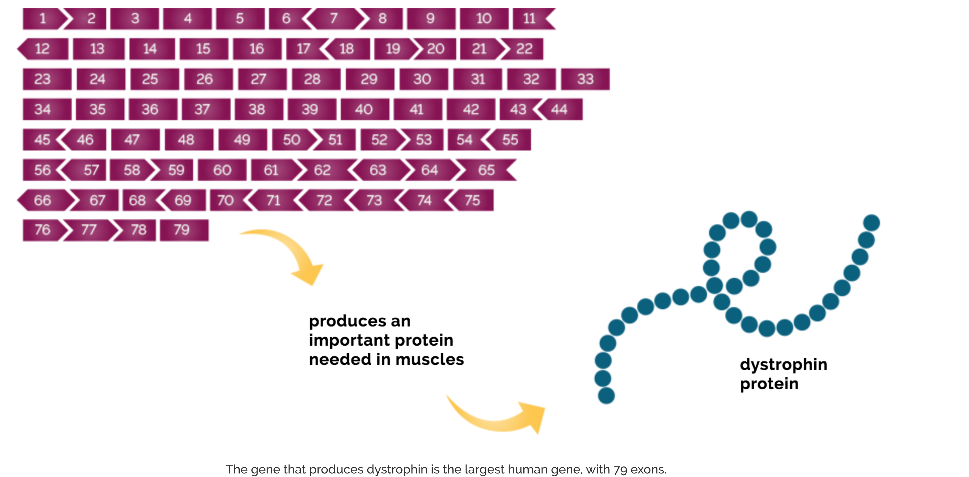 The role of genetics in duchenne muscular dystrophy dmd duchenne